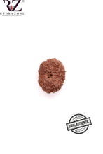 Load image into Gallery viewer, 12 Mukhi Indonesia Rudraksha (18-20mm)
