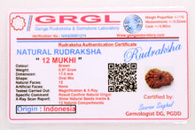 Load image into Gallery viewer, 12 Mukhi Nepal Rudraksha (17mm)
