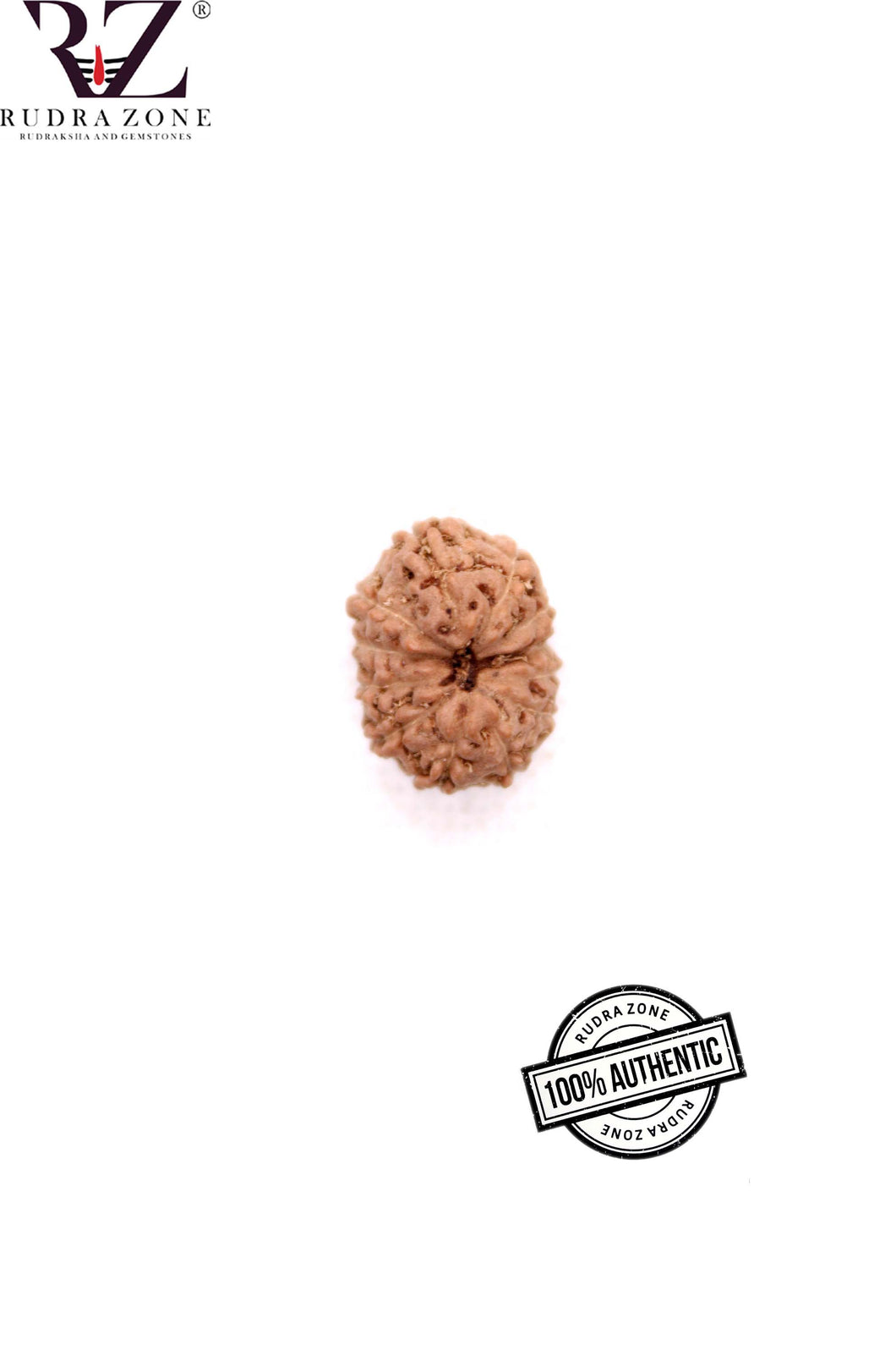 12 Mukhi Indonesia Rudraksha (15-17mm)