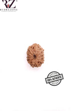 Load image into Gallery viewer, 12 Mukhi Indonesia Rudraksha (15-17mm)
