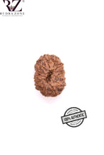 Load image into Gallery viewer, 12 Mukhi Indonesia Rudraksha (21-24mm)
