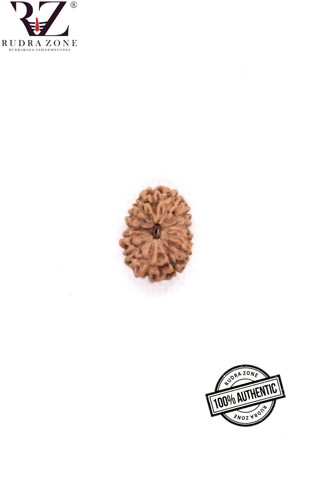 13 Mukhi Indonesia Rudraksha (10-13mm)