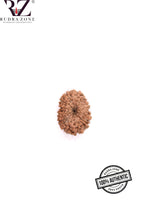 Load image into Gallery viewer, 13 Mukhi Indonesia Rudraksha (10-13mm)
