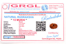 Load image into Gallery viewer, 13 Mukhi Indonesia Rudraksha (10-13mm)
