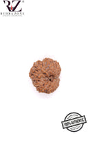 Load image into Gallery viewer, 13 Mukhi Indonesia Rudraksha (18-20mm)
