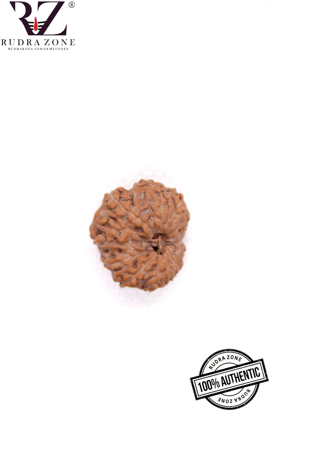 13 Mukhi Indonesia Rudraksha (18-20mm)