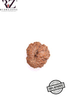 Load image into Gallery viewer, 13 Mukhi Indonesia Rudraksha (18-20mm)
