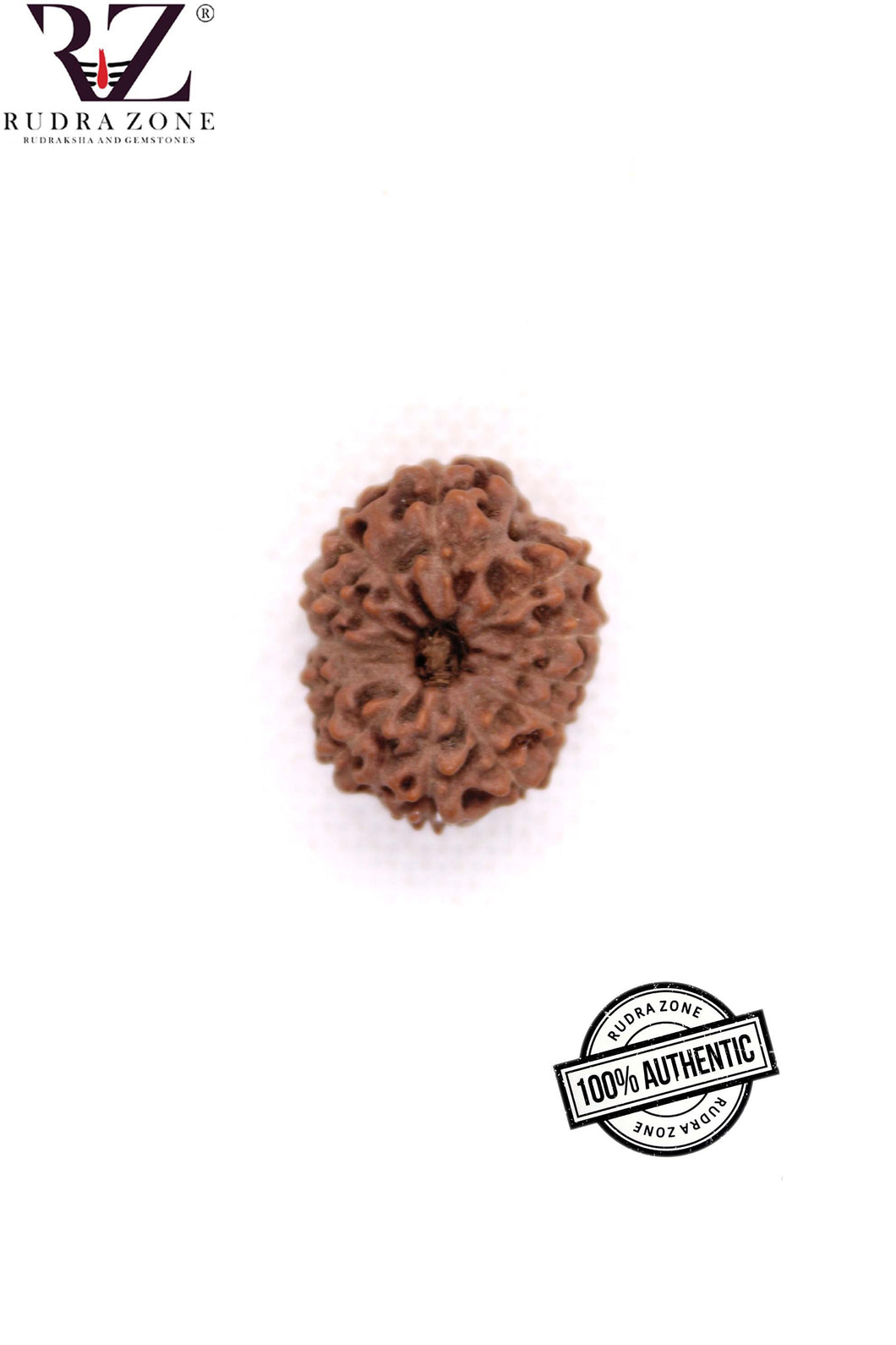 13 Mukhi Indonesia Rudraksha (21-23mm)