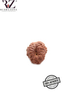 Load image into Gallery viewer, 14 Mukhi Indonesia Rudraksha (18-20mm)
