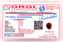 Load image into Gallery viewer, 14 Mukhi Indonesia Rudraksha (18-20mm)
