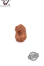 Load image into Gallery viewer, 14 Mukhi Indonesia Rudraksha (21mm)
