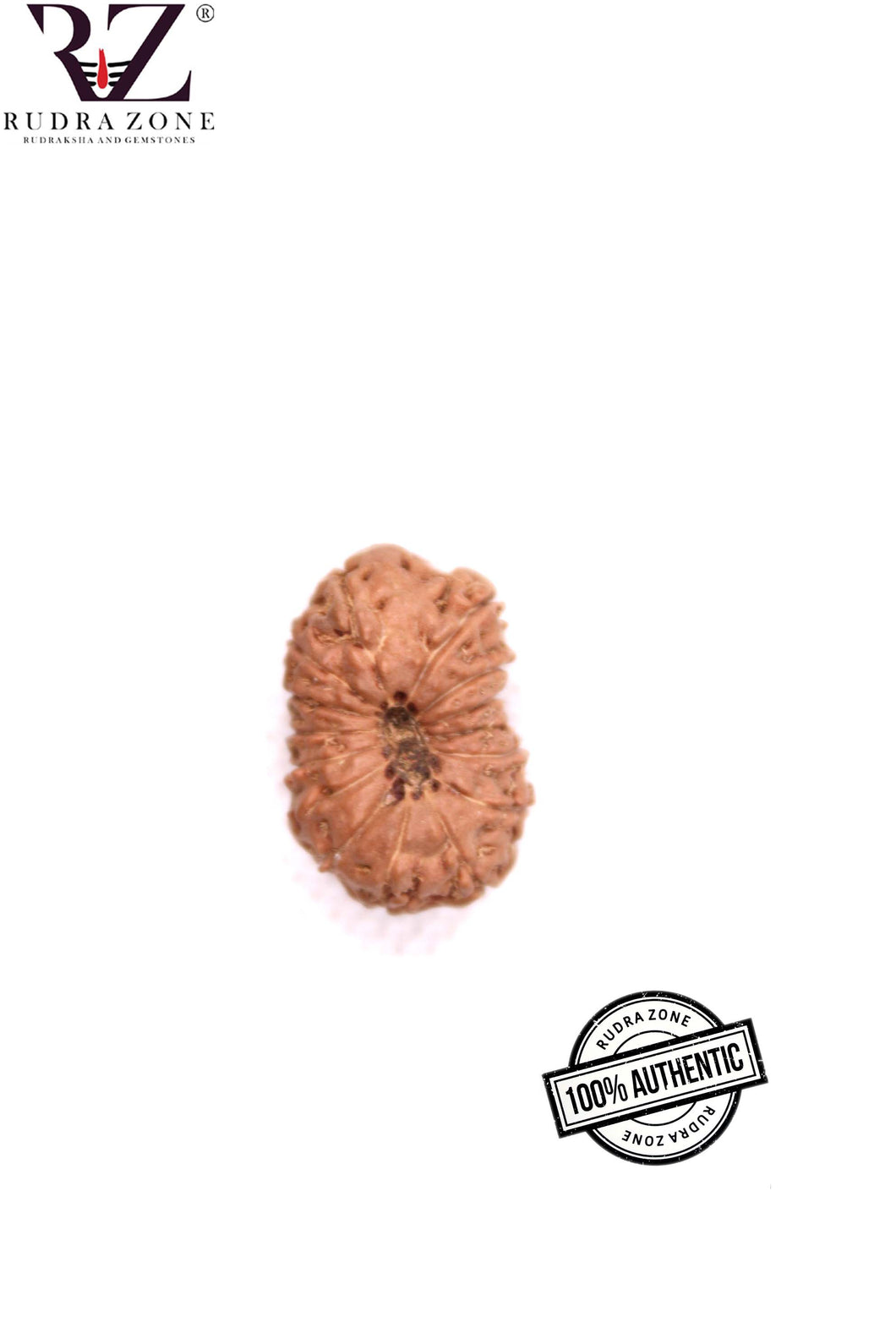 14 Mukhi Indonesia Rudraksha (21mm)