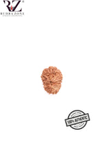 Load image into Gallery viewer, 15 Mukhi Indonesia Rudraksha (14-16mm)
