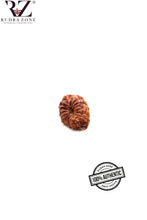 Load image into Gallery viewer, 15 Mukhi Indonesia Rudraksha (12-13mm)
