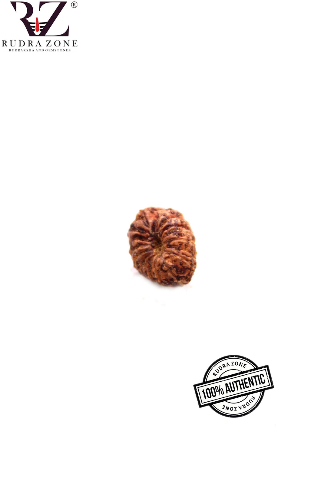 15 Mukhi Indonesia Rudraksha (12-13mm)