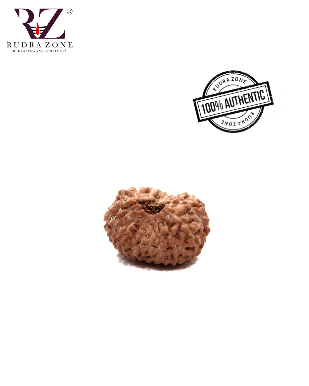 15 Mukhi Indonesia Rudraksha (18-20mm)