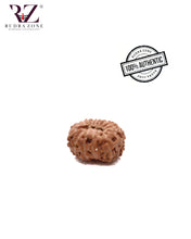 Load image into Gallery viewer, 15 Mukhi Indonesia Rudraksha (18-20mm)
