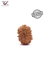 Load image into Gallery viewer, 13 Mukhi Nepal Rudraksha (26-29mm)
