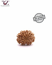 Load image into Gallery viewer, 13 Mukhi Nepal Rudraksha (23-24mm)
