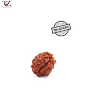 Load image into Gallery viewer, 1 Mukhi Himalayan Rudraksha (18-19mm)
