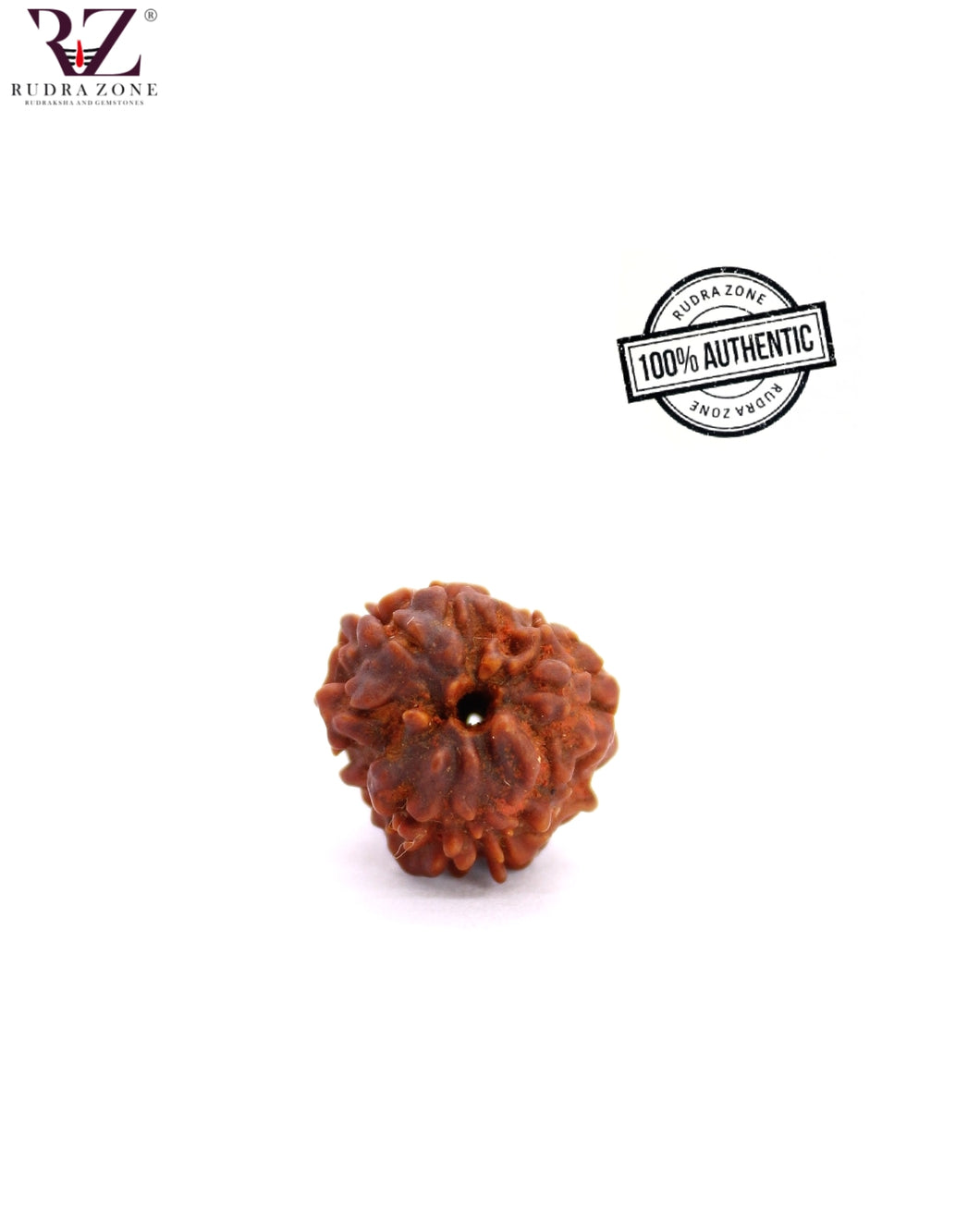 1 Mukhi Himalayan Rudraksha (18-19mm)