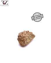 Load image into Gallery viewer, 1 Mukhi Kaju Shaped Rudraksha
