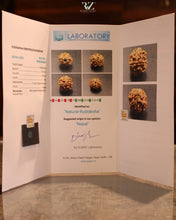 Load image into Gallery viewer, 1 Mukhi Nepal Rudraksha (17mm)
