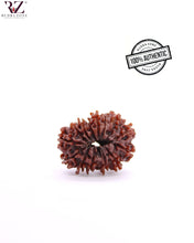 Load image into Gallery viewer, Natural 14 Face Rudraksha From Nepal
