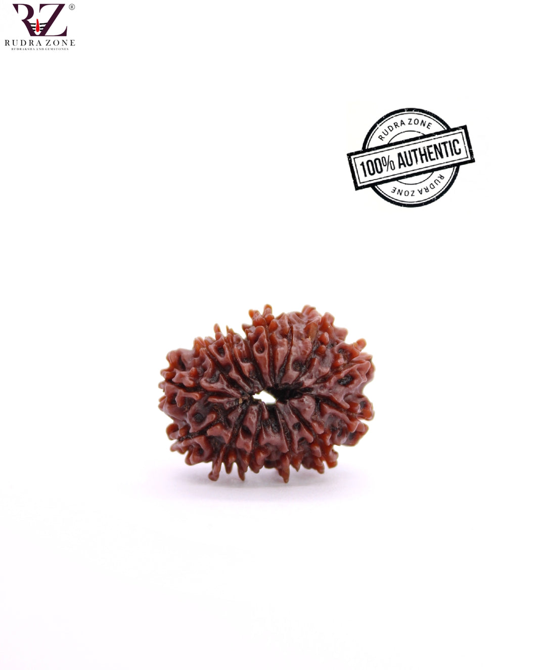 Natural 14 Face Rudraksha From Nepal