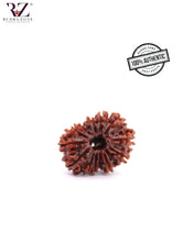 Load image into Gallery viewer, Natural 14 Face Rudraksha From Nepal
