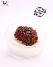 Load image into Gallery viewer, Natural 14 Face Rudraksha From Nepal
