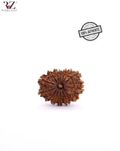 Load image into Gallery viewer, Natural 14 Face Rudraksha From Nepal
