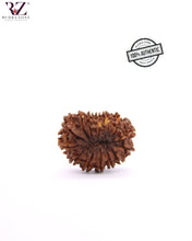 Load image into Gallery viewer, Natural 14 Face Rudraksha From Nepal
