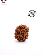 Load image into Gallery viewer, Natural 14 Face Rudraksha From Nepal
