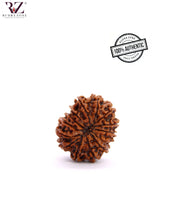 Load image into Gallery viewer, Natural 14 Face Rudraksha From Nepal
