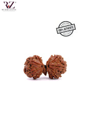 Load image into Gallery viewer, Trijuti Rudraksha From Nepal
