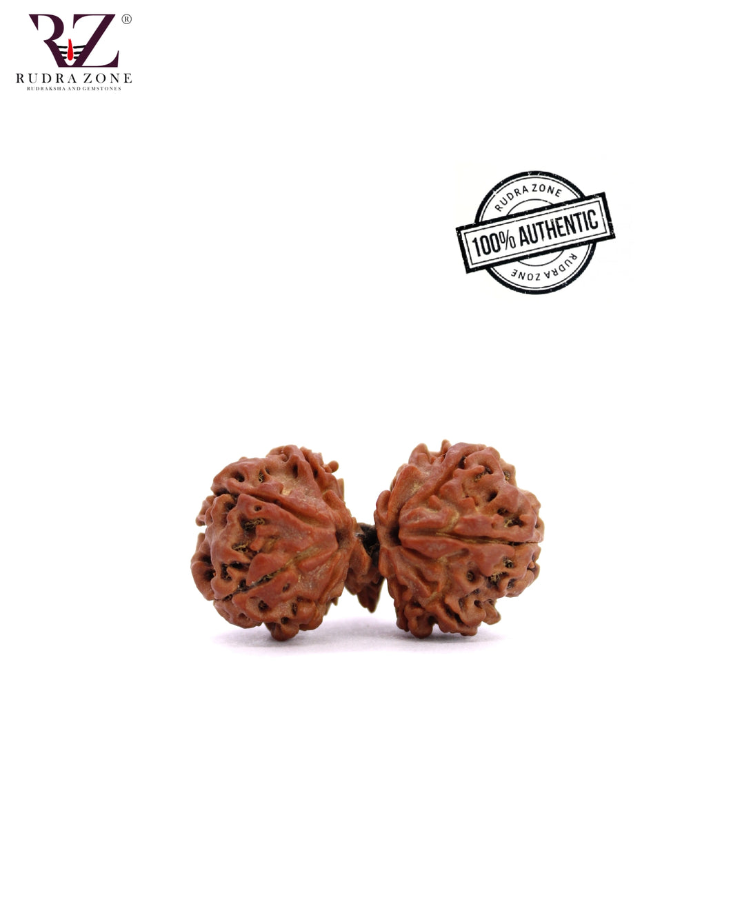 Trijuti Rudraksha From Nepal