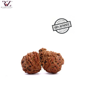 Load image into Gallery viewer, Trijuti Rudraksha From Nepal
