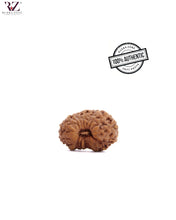 Load image into Gallery viewer, 18 Mukhi Indonesia Rudraksha (14mm)
