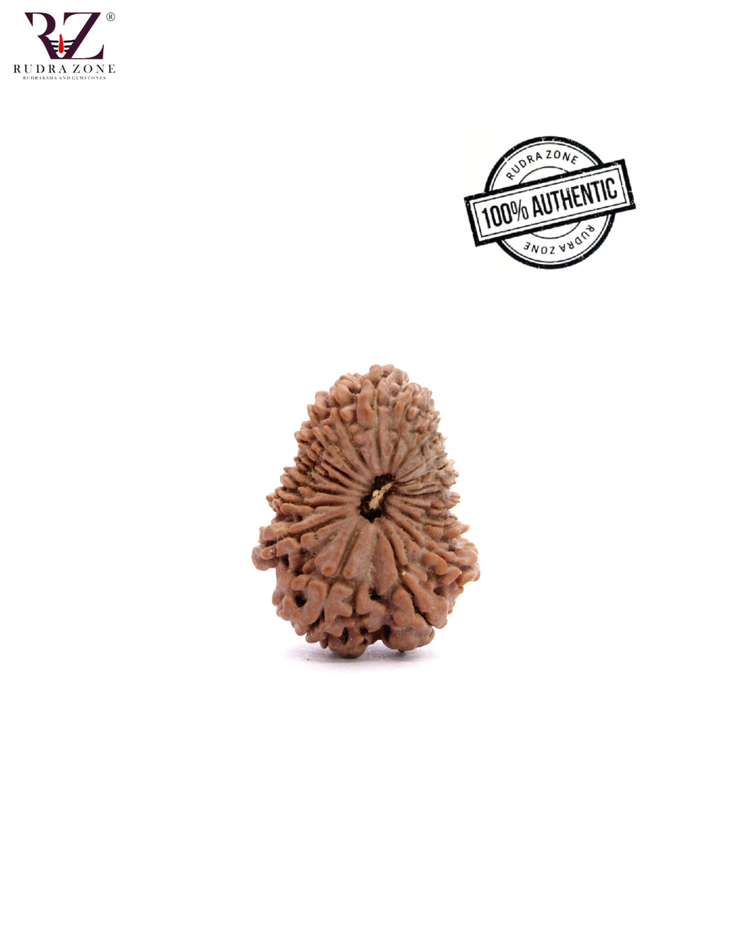 Natural 19 face Rudraksha From Nepal