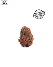 Load image into Gallery viewer, Natural 19 face Rudraksha From Nepal
