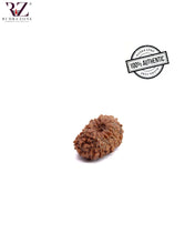 Load image into Gallery viewer, 16 Mukhi Indonesia Rudraksha
