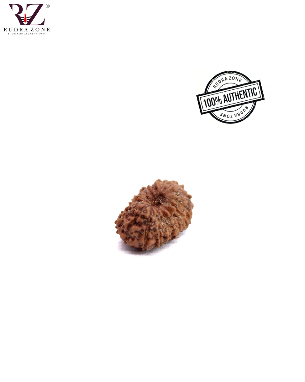 16 Mukhi Indonesia Rudraksha