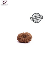 Load image into Gallery viewer, 16 Mukhi Indonesia Rudraksha
