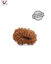 Load image into Gallery viewer, 18 Mukhi Nepal Rudraksha
