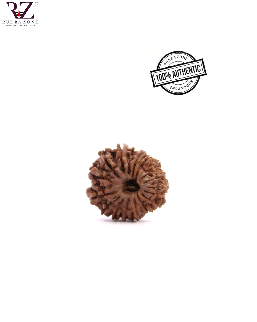 17 Mukhi Nepal Rudraksha (19-32mm)