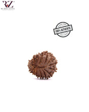 Load image into Gallery viewer, 17 Mukhi Nepal Rudraksha (19-32mm)
