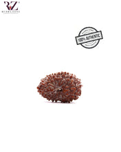 Cargar imagen en el visor de la galería, 17 Mukhi Indonesia Rudraksha (21mm)
