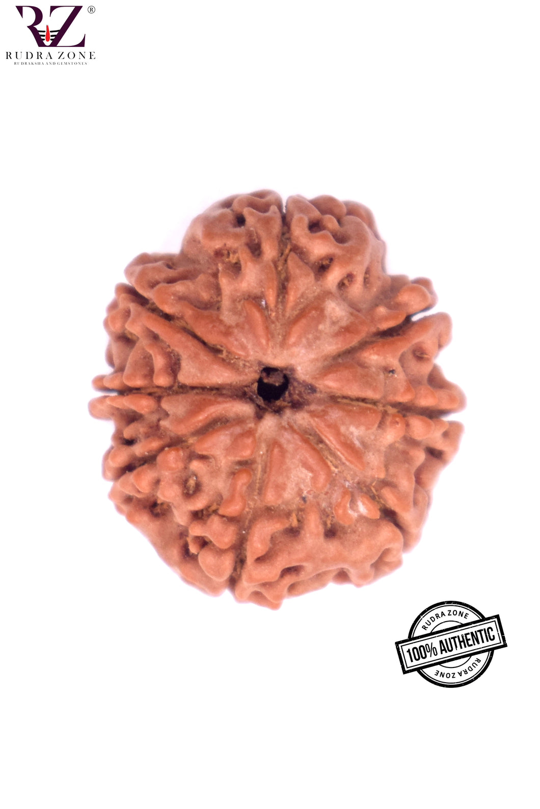 8 Mukhi Nepal Rudraksha (22-24mm)