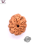 Load image into Gallery viewer, 8 Mukhi Nepal Rudraksha (25-26mm)
